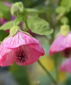 Pink Abutilon Live Plant Set of 2 – Lantern Trailing Flower Vine 4-6 Inch - Image 4