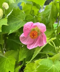 Pink Abutilon Live Plant Set of 2 – Lantern Trailing Flower Vine 4-6 Inch - Image 5