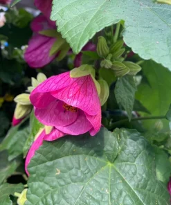 Pink Abutilon Live Plant Set of 2 – Lantern Trailing Flower Vine 4-6 Inch - Image 7