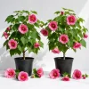 Pink Abutilon Live Plant Set of 2 – Lantern Trailing Flower Vine 4-6 Inch - Image 1