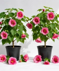 Pink Abutilon Live Plant Set of 2 – Lantern Trailing Flower Vine 4-6 Inch - Image 1