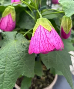 Pink Abutilon Live Plant Set of 2 – Lantern Trailing Flower Vine 4-6 Inch - Image 8