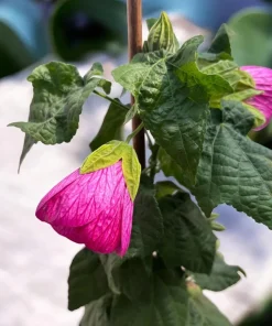 Pink Abutilon Live Plant - Trailing Hanging Flower Vine - 4-6 Inch Tall - Image 8