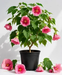 Pink Abutilon Live Plant - Trailing Hanging Flower Vine - 4-6 Inch Tall - Image 1