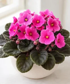 Pink African Violet Live Plant – 3-5 Inch Tall in 4 Inch Pot – Blooming Houseplant - Image 2