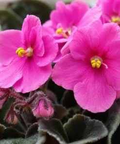 Pink African Violet Live Plant – 3-5 Inch Tall in 4 Inch Pot – Blooming Houseplant - Image 3