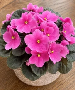 Pink African Violet Live Plant – 3-5 Inch Tall in 4 Inch Pot – Blooming Houseplant - Image 4