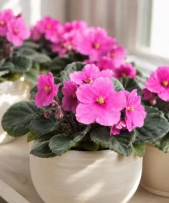 Pink African Violet Live Plant – 3-5 Inch Tall in 4 Inch Pot – Blooming Houseplant - Image 5