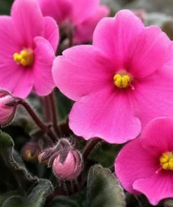 Pink African Violet Live Plant – 3-5 Inch Tall in 4 Inch Pot – Blooming Houseplant - Image 6