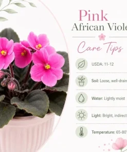 Pink African Violet Live Plant – 3-5 Inch Tall in 4 Inch Pot – Blooming Houseplant - Image 7