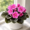 Pink African Violet Live Plant – 3-5 Inch Tall in 4 Inch Pot – Blooming Houseplant - Image 1