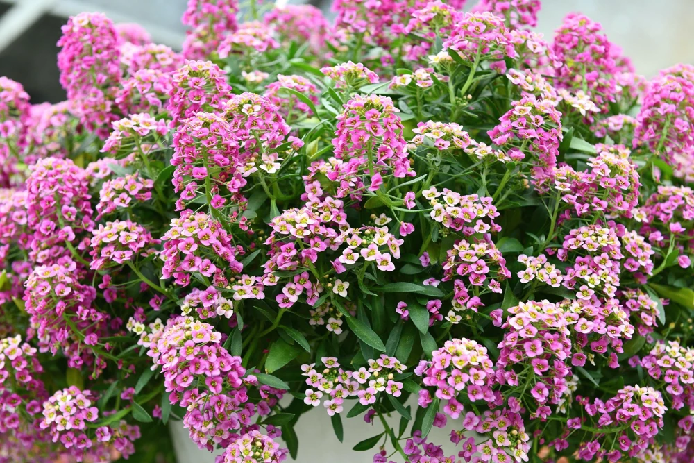 Pink Alyssum Rosie O'Day Flower Seeds - 1000 Count - Fragrant Ground Cover - Image 2