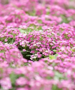 Pink Alyssum Rosie O'Day Flower Seeds - 1000 Count - Fragrant Ground Cover - Image 3