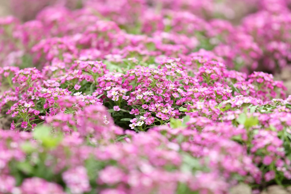Pink Alyssum Rosie O'Day Flower Seeds - 1000 Count - Fragrant Ground Cover - Image 3