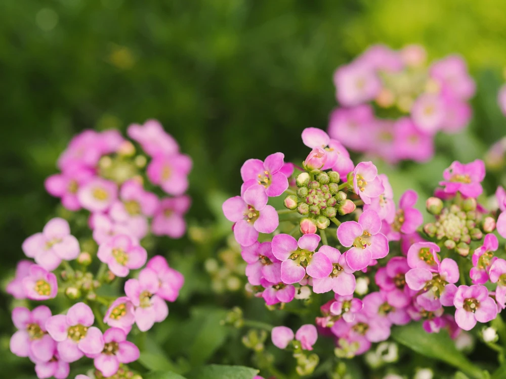 Pink Alyssum Rosie O'Day Flower Seeds - 1000 Count - Fragrant Ground Cover - Image 4