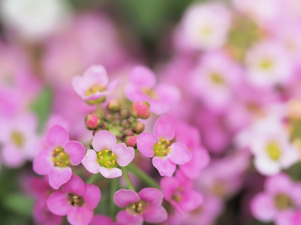 Pink Alyssum Rosie O'Day Flower Seeds - 1000 Count - Fragrant Ground Cover - Image 5