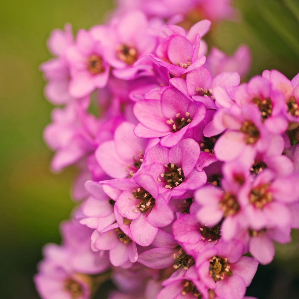 Pink Alyssum Rosie O'Day Flower Seeds - 1000 Count - Fragrant Ground Cover - Image 6