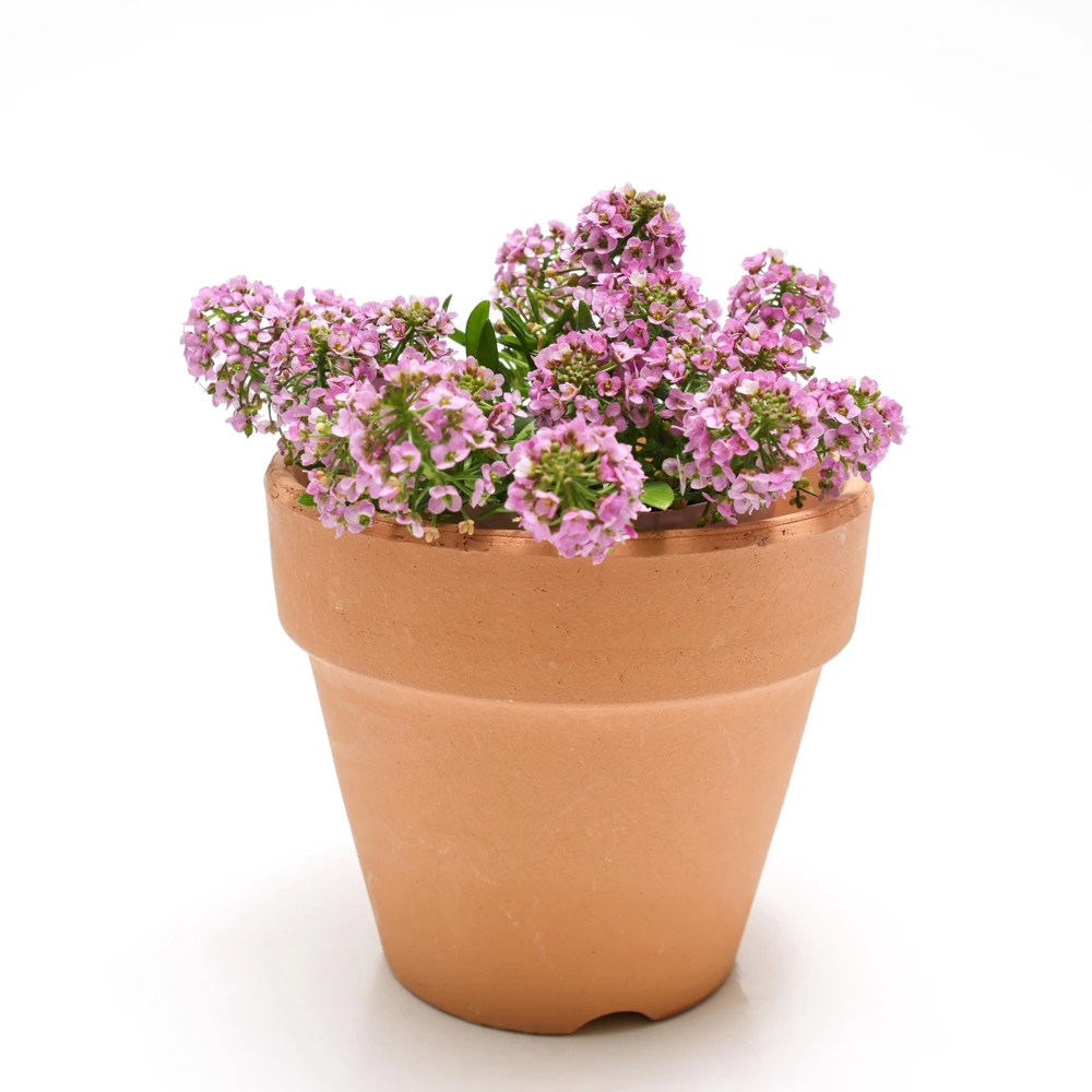 Pink Alyssum Rosie O'Day Flower Seeds - 1000 Count - Fragrant Ground Cover - Image 7