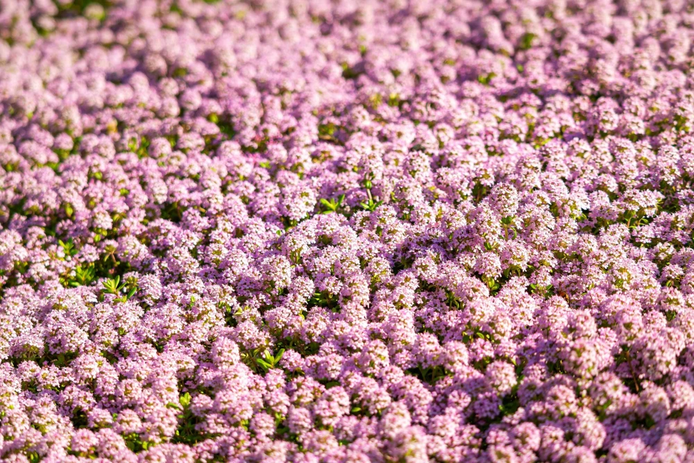 Pink Alyssum Rosie O'Day Flower Seeds - 1000 Count - Fragrant Ground Cover - Image 1
