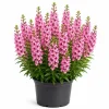 Pink Angelina Live Plant 3-5 Inch Tall - Vibrant Pink Flowers for Gardens - Image 1