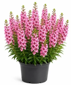 Pink Angelina Live Plant 3-5 Inch Tall - Vibrant Pink Flowers for Gardens - Image 1