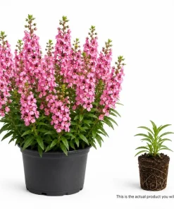 Pink Angelina Live Plant 3-5 Inch Tall - Vibrant Pink Flowers for Gardens - Image 2