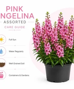 Pink Angelina Live Plant 3-5 Inch Tall - Vibrant Pink Flowers for Gardens - Image 5