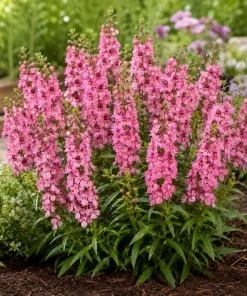 Pink Angelina Live Plant 3-5 Inch Tall - Vibrant Pink Flowers for Gardens - Image 6