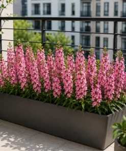 Pink Angelina Live Plant 3-5 Inch Tall - Vibrant Pink Flowers for Gardens - Image 7
