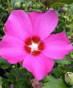Pink Aphrodite Rose of Sharon Shrub - 10-16