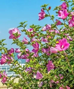Pink Aphrodite Rose of Sharon Shrub - 10-16