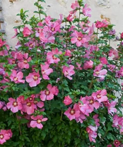 Pink Aphrodite Rose of Sharon Shrub - 10-16