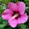 Pink Aphrodite Rose of Sharon Shrub - 10-16" Live Plant - Quart Pot - Outdoor Flowering - Image 1