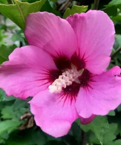 Pink Aphrodite Rose of Sharon Shrub - 10-16" Live Plant - Quart Pot - Outdoor Flowering - Image 1
