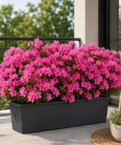 Pink Azalea Flowering Shrub Live Plant 10-12 Inch Tall, 1 Gallon Pot, Outdoor - Image 3