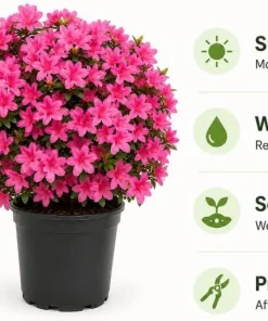 Pink Azalea Flowering Shrub Live Plant 10-12 Inch Tall, 1 Gallon Pot, Outdoor - Image 4
