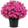 Pink Azalea Flowering Shrub Live Plant 10-12 Inch Tall, 1 Gallon Pot, Outdoor - Image 1
