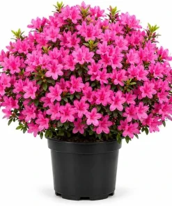 Pink Azalea Flowering Shrub Live Plant 10-12 Inch Tall, 1 Gallon Pot, Outdoor - Image 1