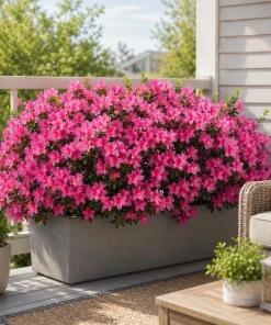 Pink Azalea Live Plant - Rhododendron Shrub, 10-12 Inch, 1 Gallon Pot, Outdoor - Image 3