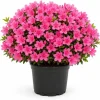 Pink Azalea Live Plant - Rhododendron Shrub, 10-12 Inch, 1 Gallon Pot, Outdoor - Image 1