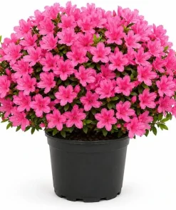 Pink Azalea Live Plant - Rhododendron Shrub, 10-12 Inch, 1 Gallon Pot, Outdoor - Image 1