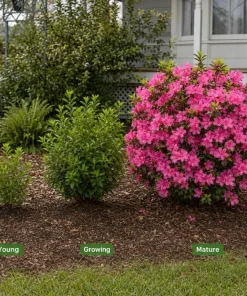 Pink Azalea Live Plant - Rhododendron Shrub, 10-12 Inch, 1 Gallon Pot, Outdoor - Image 4