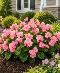 Pink Begonia Live Plant 3-5 Inches Tall - Vibrant Flowering Houseplant - Image 2