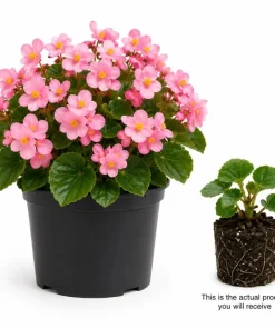 Pink Begonia Live Plant 3-5 Inches Tall - Vibrant Flowering Houseplant - Image 3