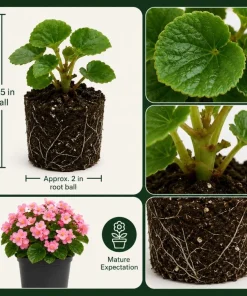 Pink Begonia Live Plant 3-5 Inches Tall - Vibrant Flowering Houseplant - Image 5