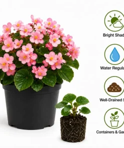 Pink Begonia Live Plant 3-5 Inches Tall - Vibrant Flowering Houseplant - Image 6
