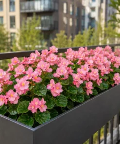 Pink Begonia Live Plant 3-5 Inches Tall - Vibrant Flowering Houseplant - Image 7