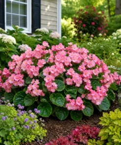 Pink Begonia Live Plant 3-5 Inches Tall - Vibrant Flowering Houseplant - Image 8
