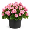 Pink Begonia Live Plant 3-5 Inches Tall - Vibrant Flowering Houseplant - Image 1