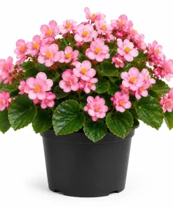 Pink Begonia Live Plant 3-5 Inches Tall - Vibrant Flowering Houseplant - Image 1